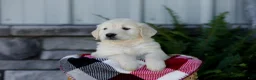 Golden Retriever dogs for sale: Bruno - Ad 7