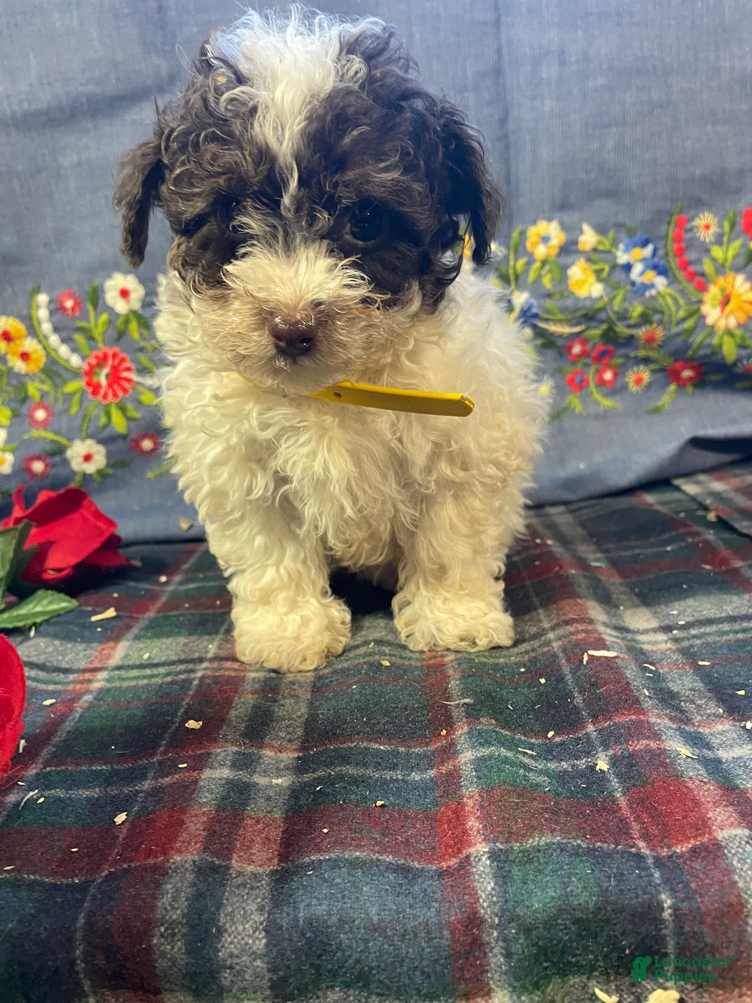 Yorkiepoo dogs for sale: Piper - Ad 2