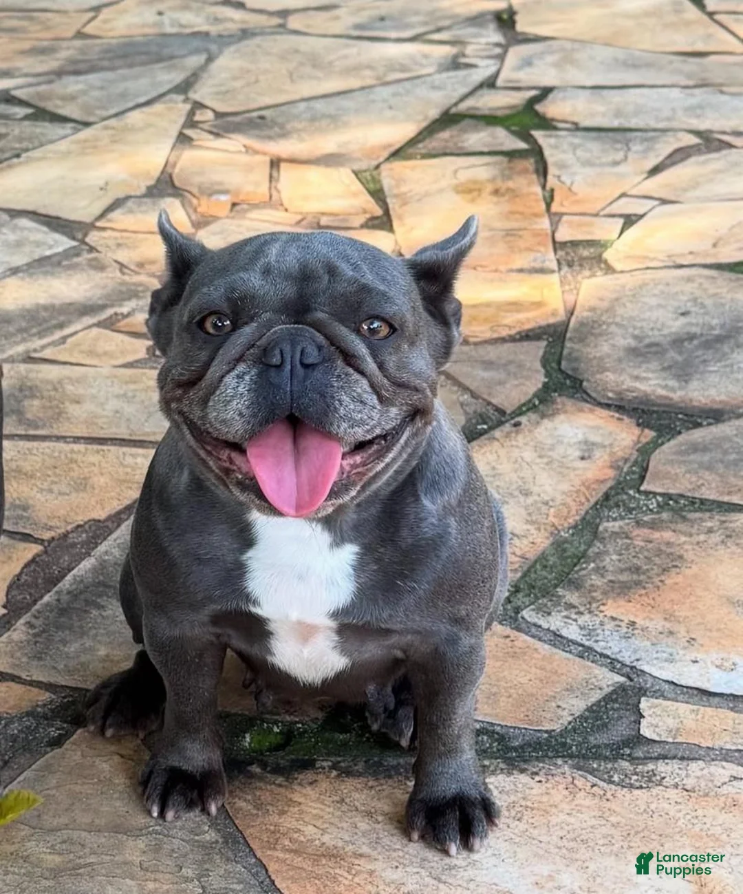 French Bulldog dogs for sale: Teddy - Ad 2