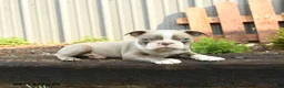 Boston Terrier dogs for sale: Jupiter - Ad 4