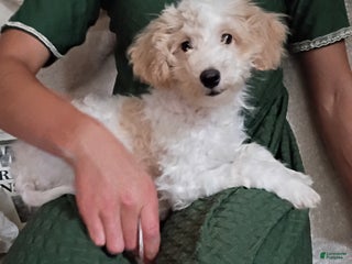 Miniature Poodle dogs - Ad 6