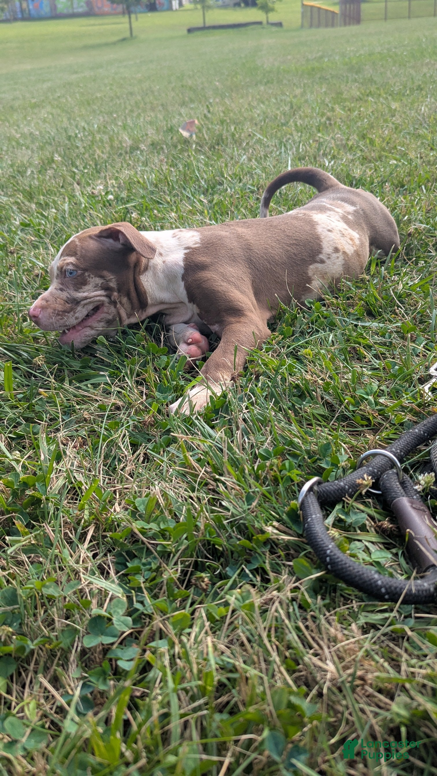 American Bully dogs Polaris - Ad 2