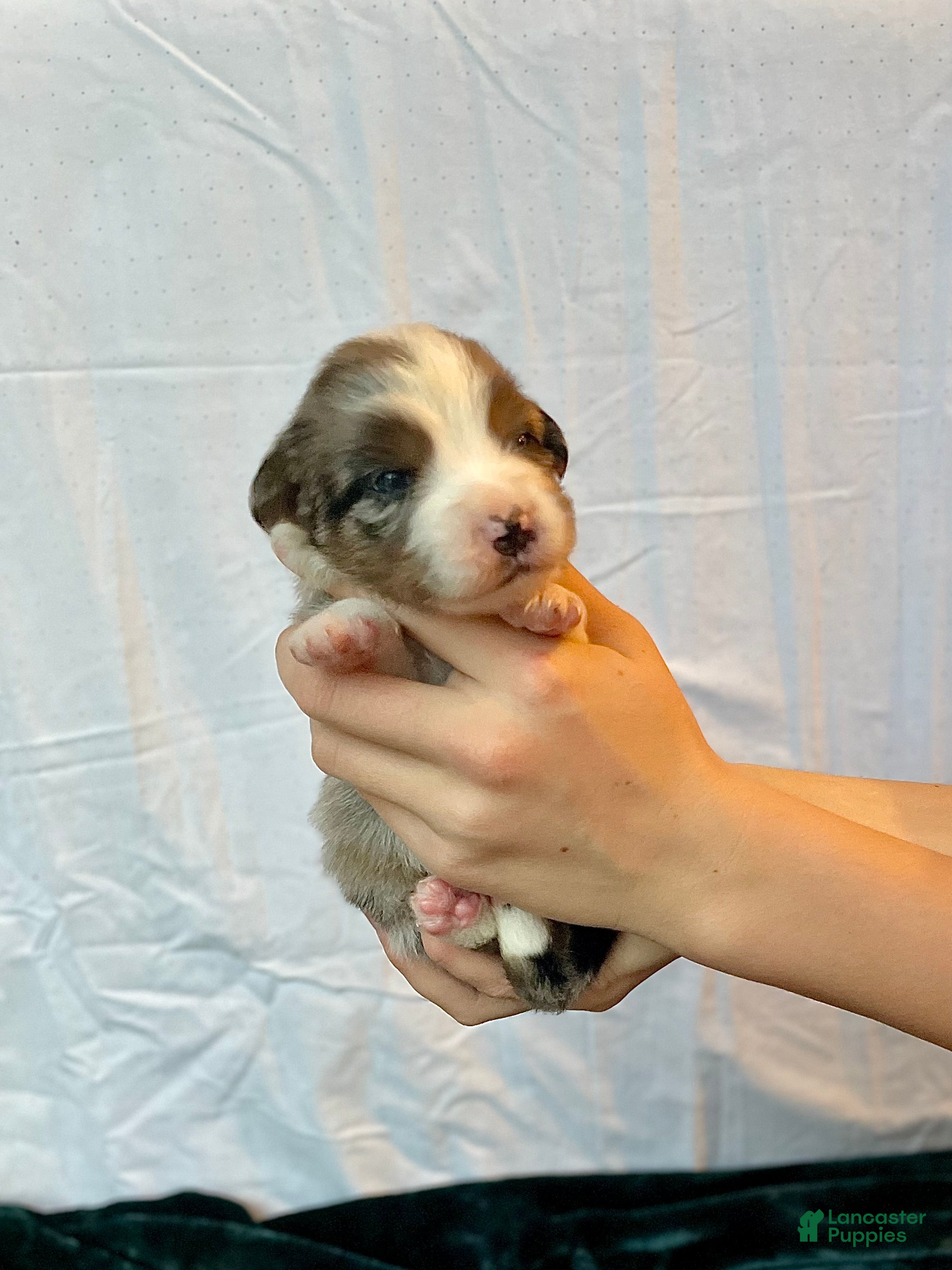 Australian Shepherd dogs Dime - Ad 26