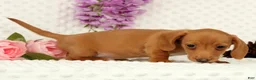 Miniature Dachshund dogs for sale: Wilson - Ad 7