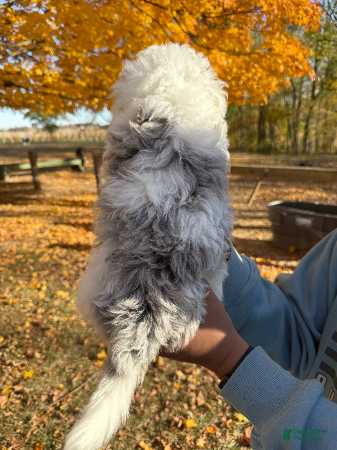 Mixed Breed dogs for sale: Lawson - Ad 10