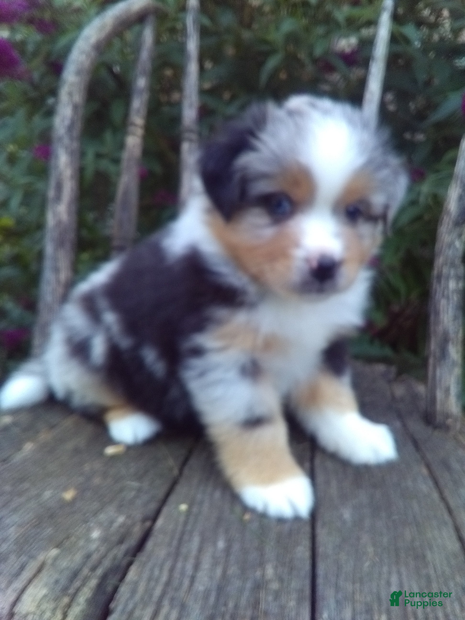 Miniature Australian Shepherd dogs Ayla - Ad 1