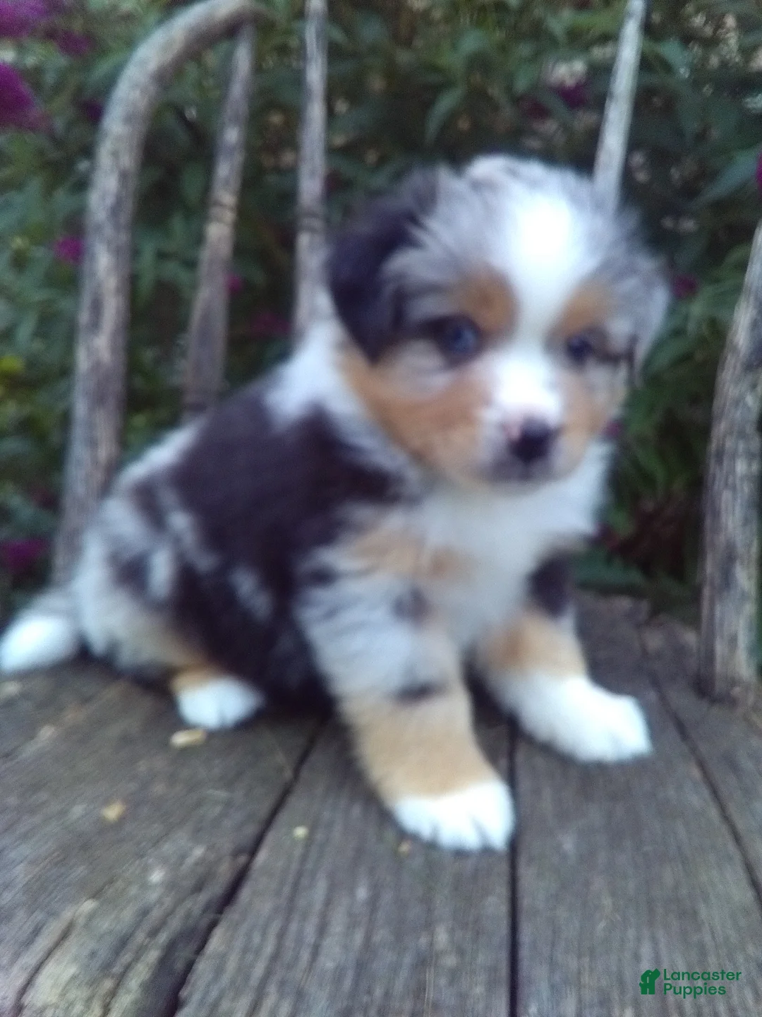 Miniature Australian Shepherd dogs for sale: Ayla - Ad 1