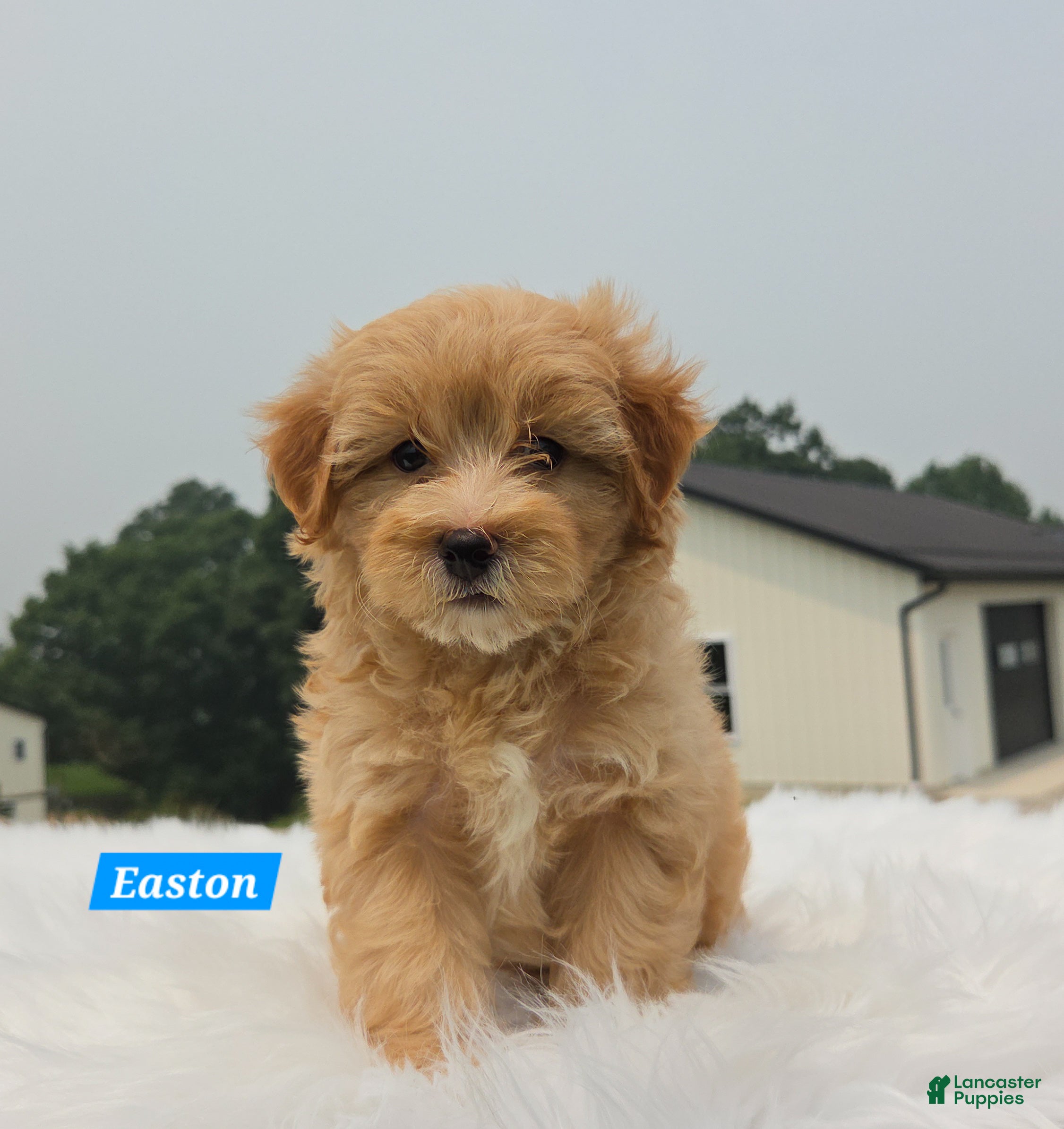 Maltipoo dogs Easton - Ad 1