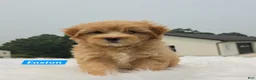 Maltipoo dogs for sale: Easton - Ad 1