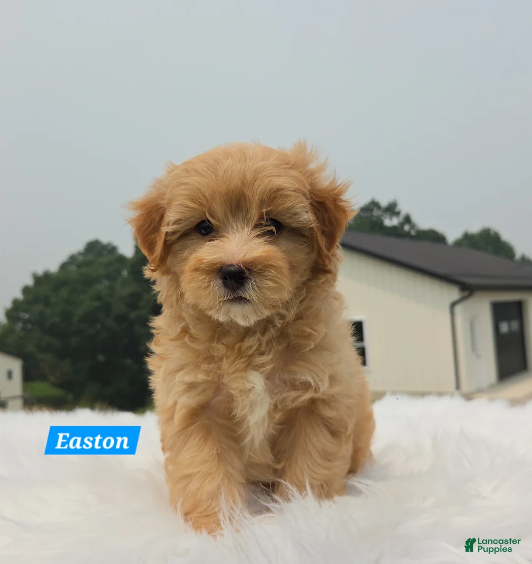 Maltipoo dogs for sale: Easton - Ad 1