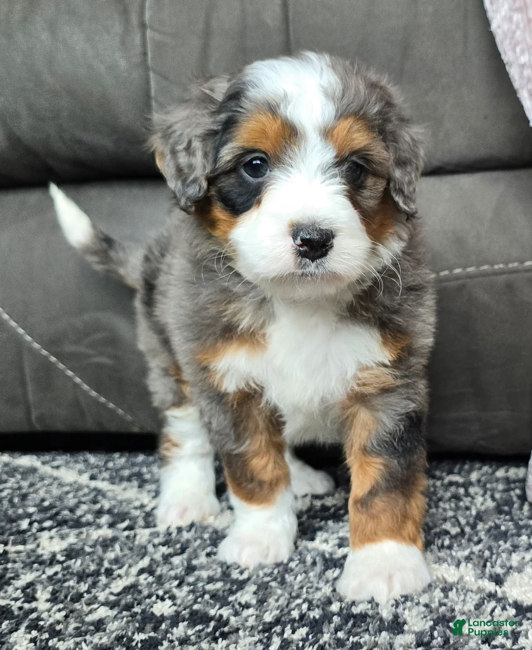 Mini Bernedoodle dogs for sale: Mini Alfie - Ad 2