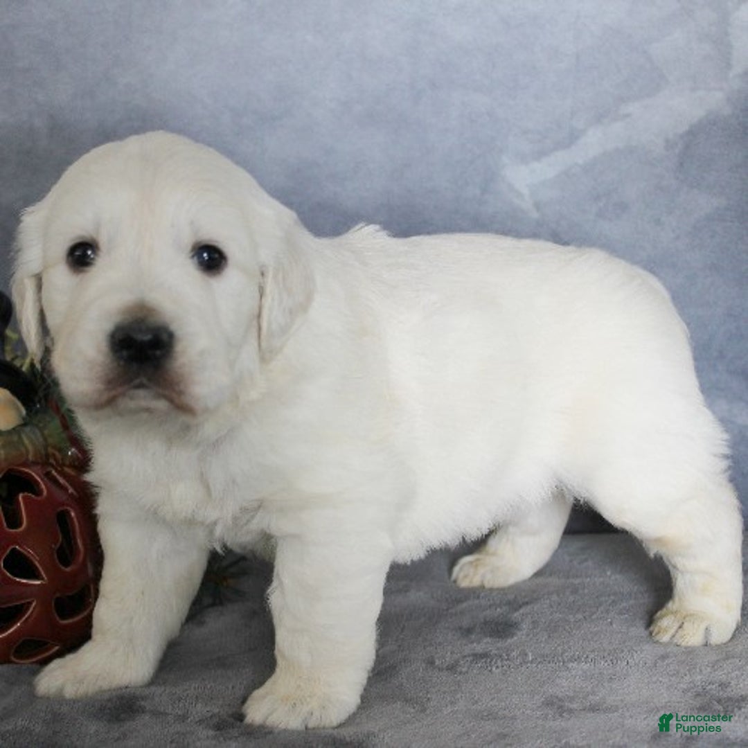 Golden Retriever dogs for sale: Armani - Ad 4