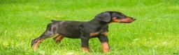 Doberman Pinscher dogs for sale: Reverie - Ad 4