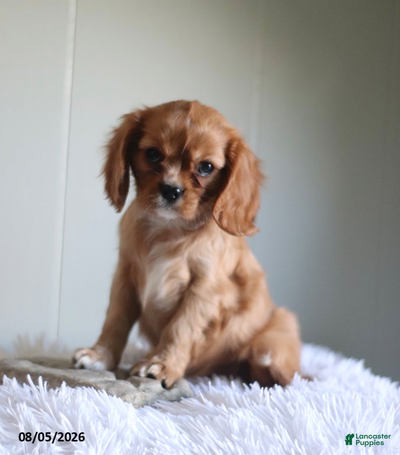 Cavalier King Charles Spaniel dogs Hadassah Special Needs - Ad 1