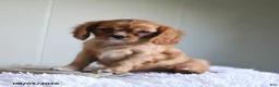 Cavalier King Charles Spaniel dogs for sale: Hadassah Special Needs - Ad 4