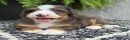 Mini Bernedoodle dogs for sale: Mini Daisy - Ad 6
