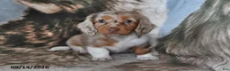 Miniature Dachshund dogs for sale: Daisy - Ad 3