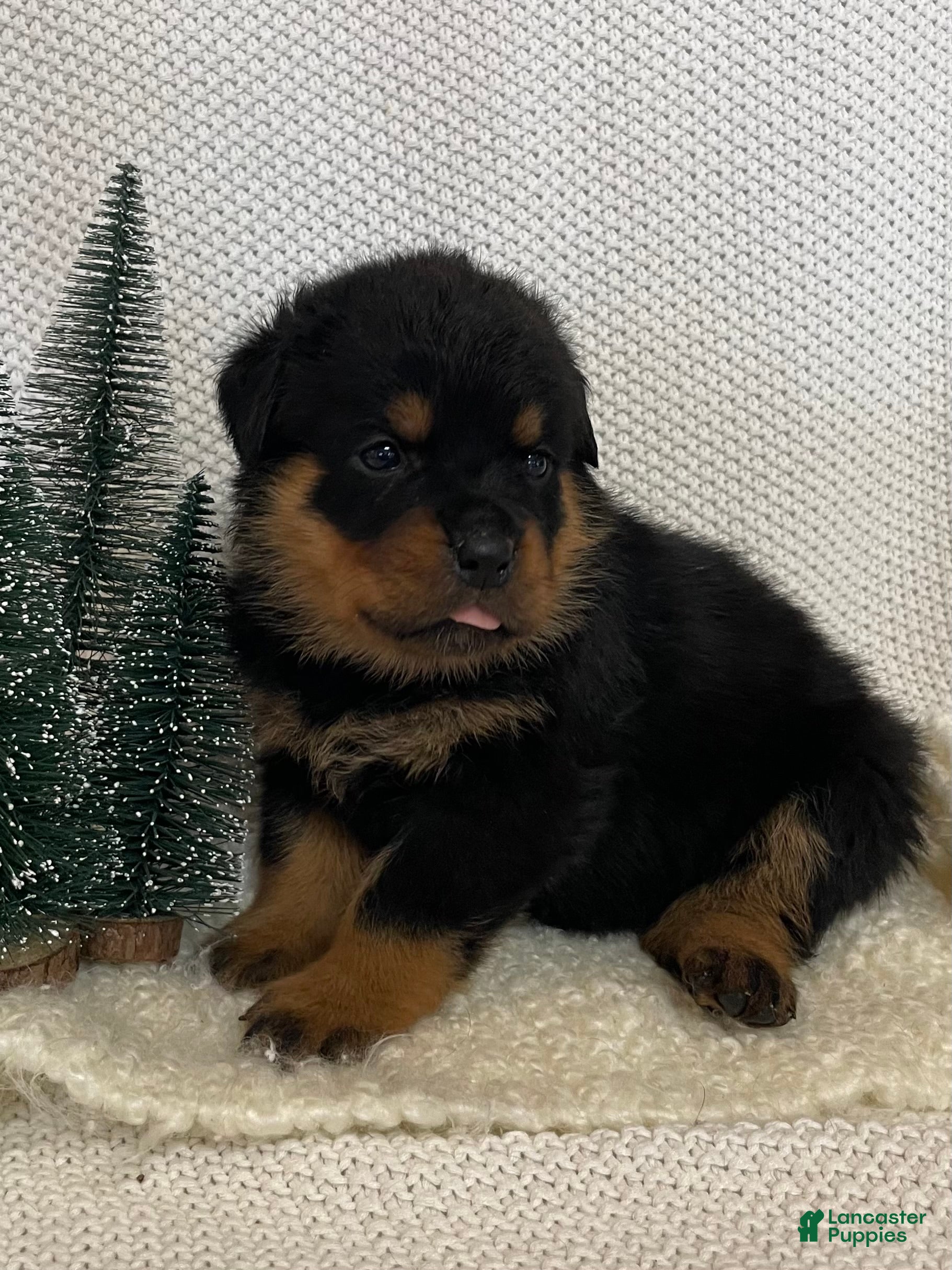 Rottweiler dogs Miss Purple  - Ad 6