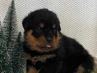 Rottweiler dogs Miss Purple - Ad 42