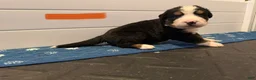 Bernese Mountain Dog dogs for sale: Orange - Ad 5