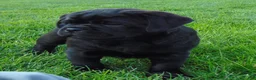 Mixed Breed dogs for sale: Roxy  - Ad 6