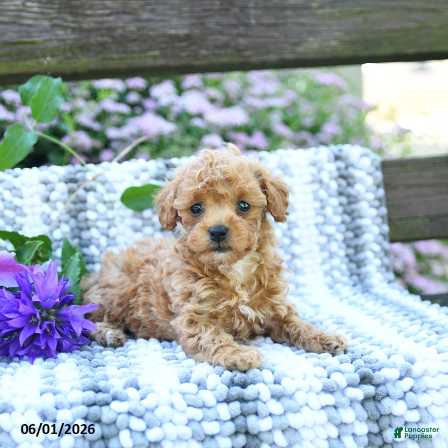 Miniature Poodle dogs for sale: Cindy - Ad 1
