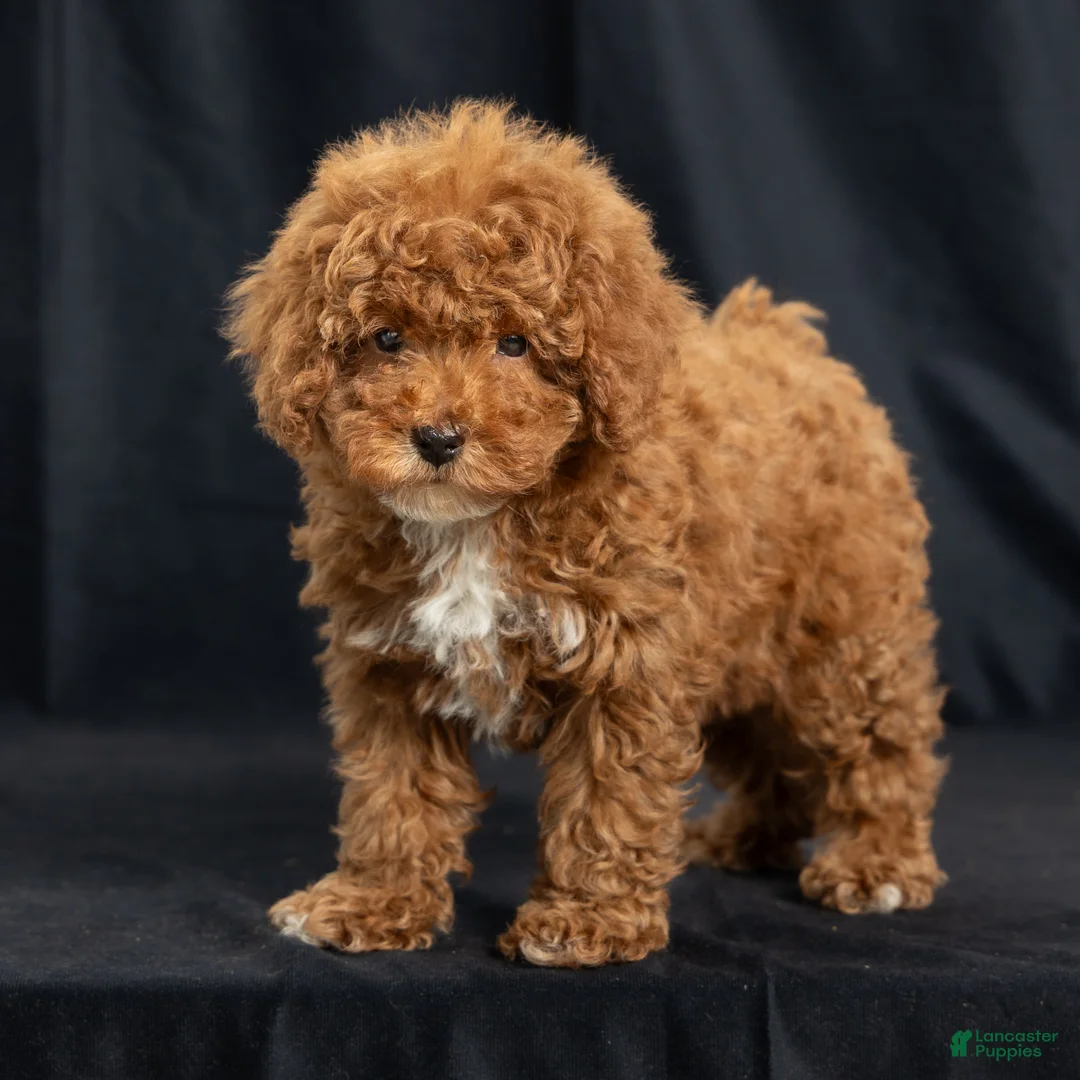 Miniature Poodle dogs for sale: George - Ad 3
