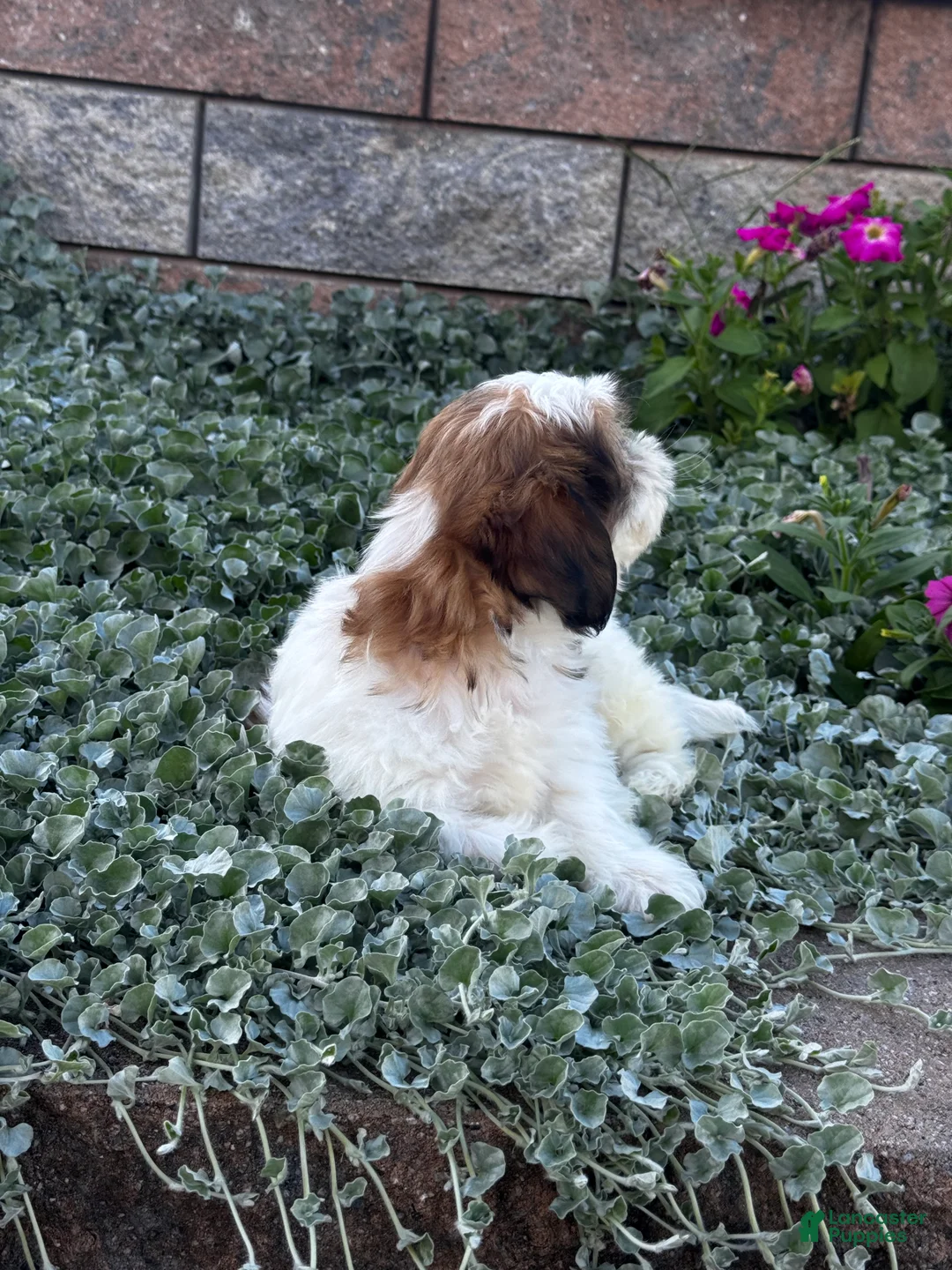 Shih Tzu dogs for sale: Sam - Ad 2