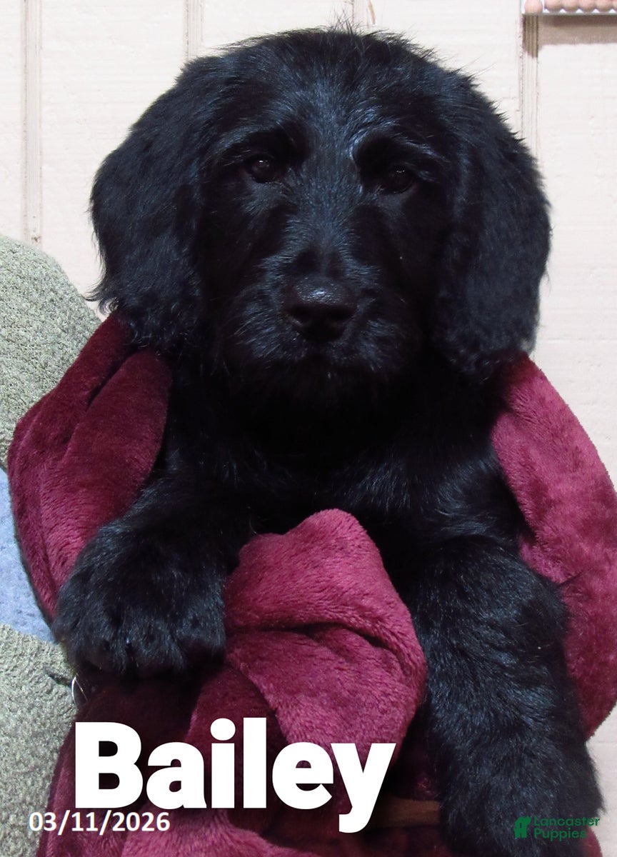 Labradoodle dogs Bailey - Ad 1