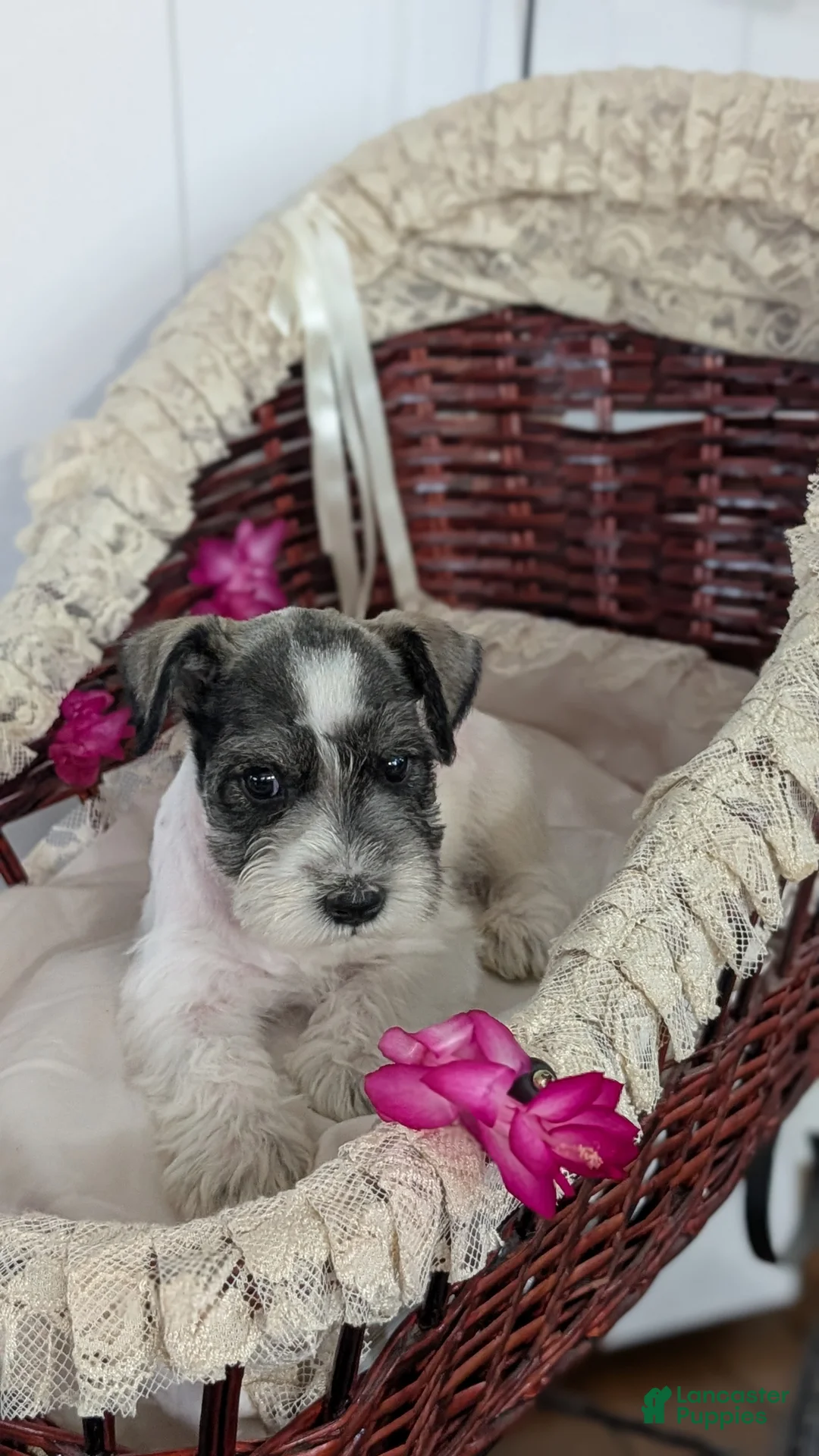 Miniature Schnauzer dogs for sale: Moby  - Ad 5