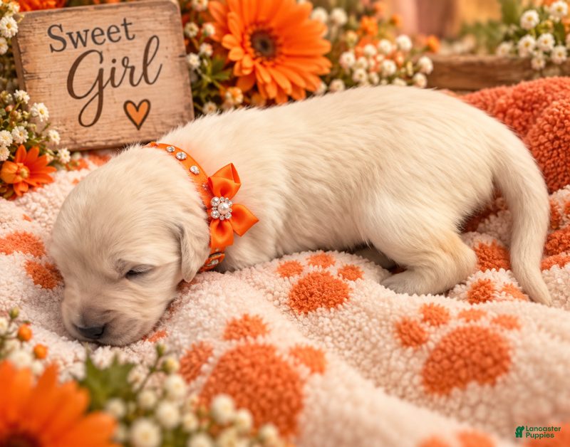 Golden Retriever dogs Pumpkin - Ad 35