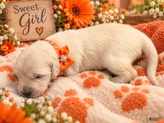 Golden Retriever dogs Pumpkin - Ad 35