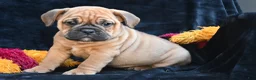 Mixed Breed dogs for sale: Bruno - Ad 3