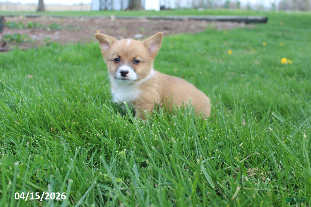 Welsh Corgi Pembroke dogs Bingo - Ad 2