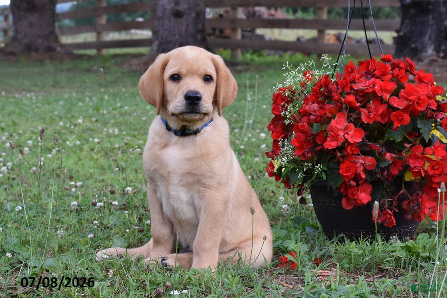 Labrador Retriever dogs Max - Ad 2