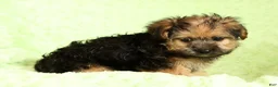 Yorkiepoo dogs for sale: Rio - Ad 8