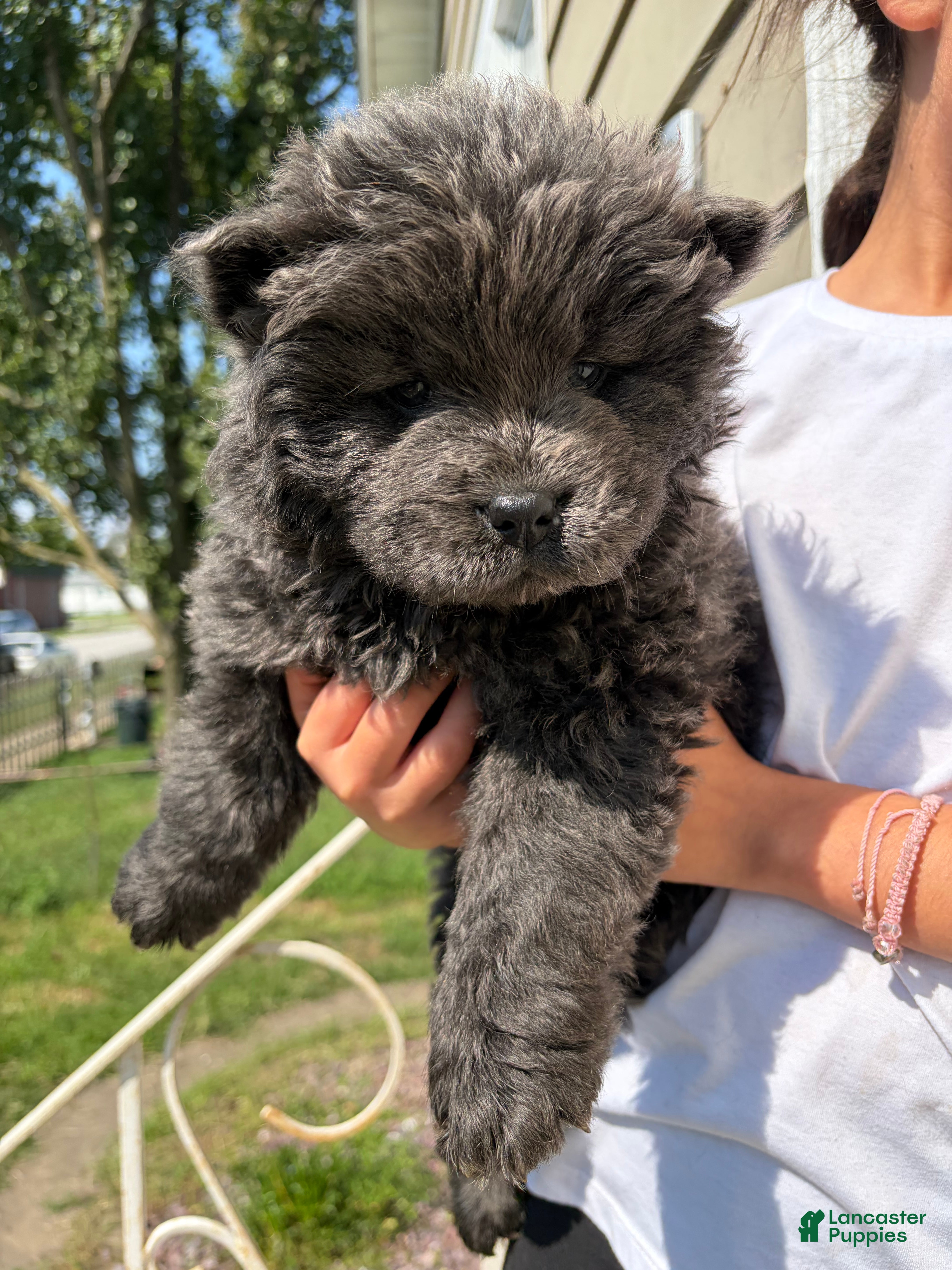 Chow Chow dogs Blue  - Ad 23