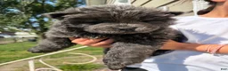 Chow Chow dogs for sale: Blue  - Ad 1