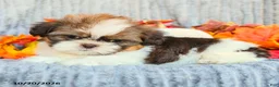 Shih Tzu dogs for sale: Cocoa - Ad 4