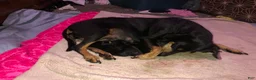 Mixed Breed dogs for sale: Chihuahua miniature pinscher - Ad 5