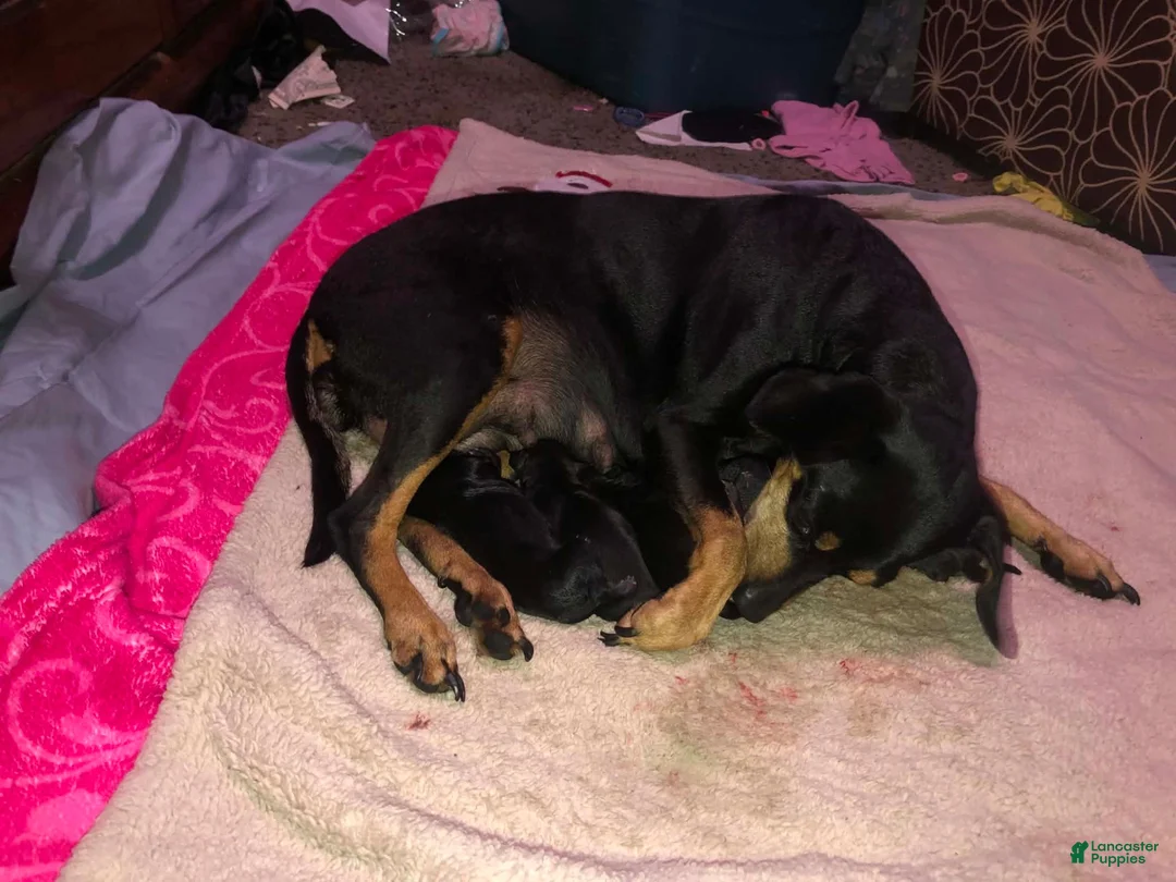 Mixed Breed dogs for sale: Chihuahua miniature pinscher - Ad 5