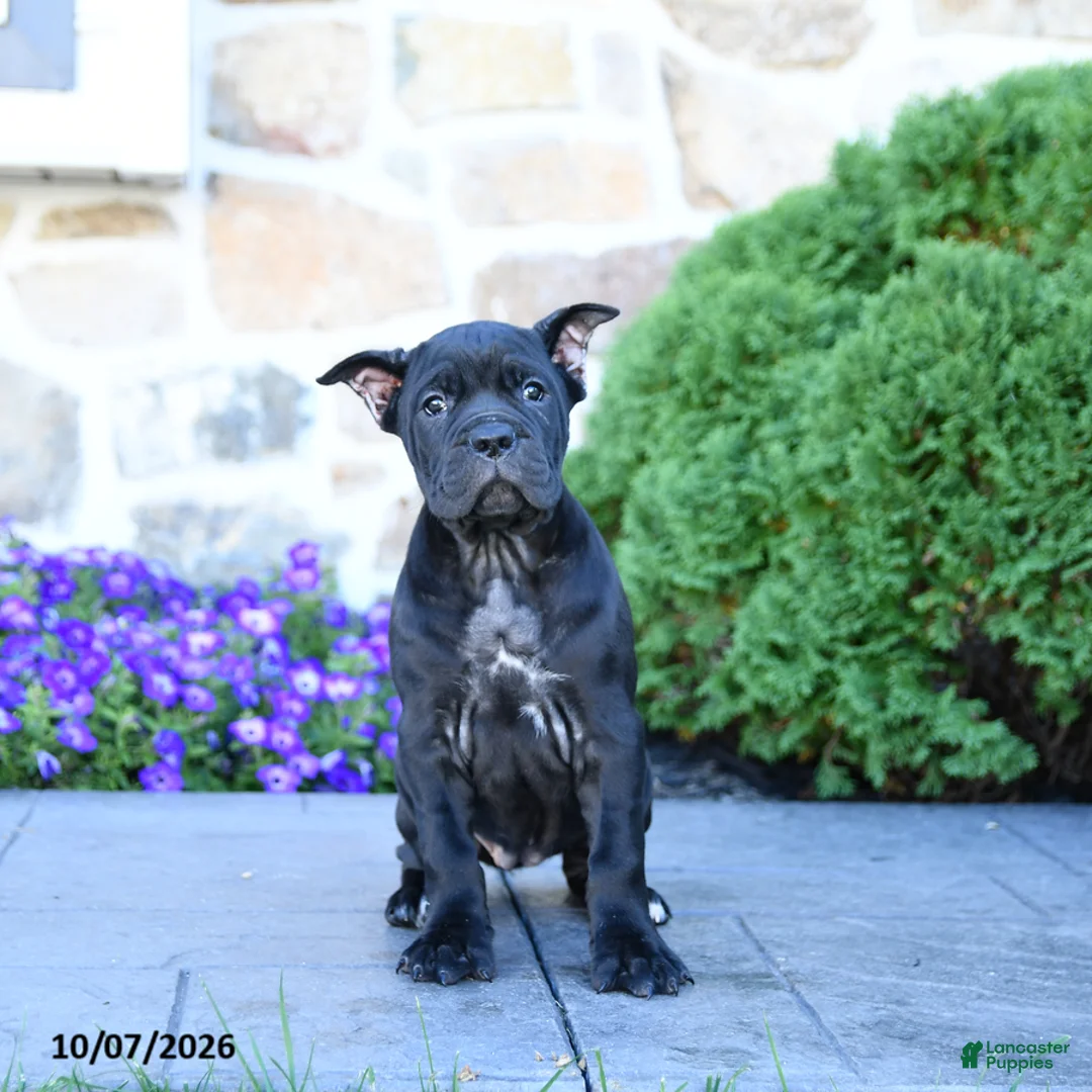 Cane Corso dogs for sale: Brandy - Ad 2