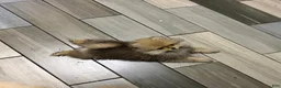 Pomeranian dogs for sale: Pomeranian Puppy 3 - Ad 6