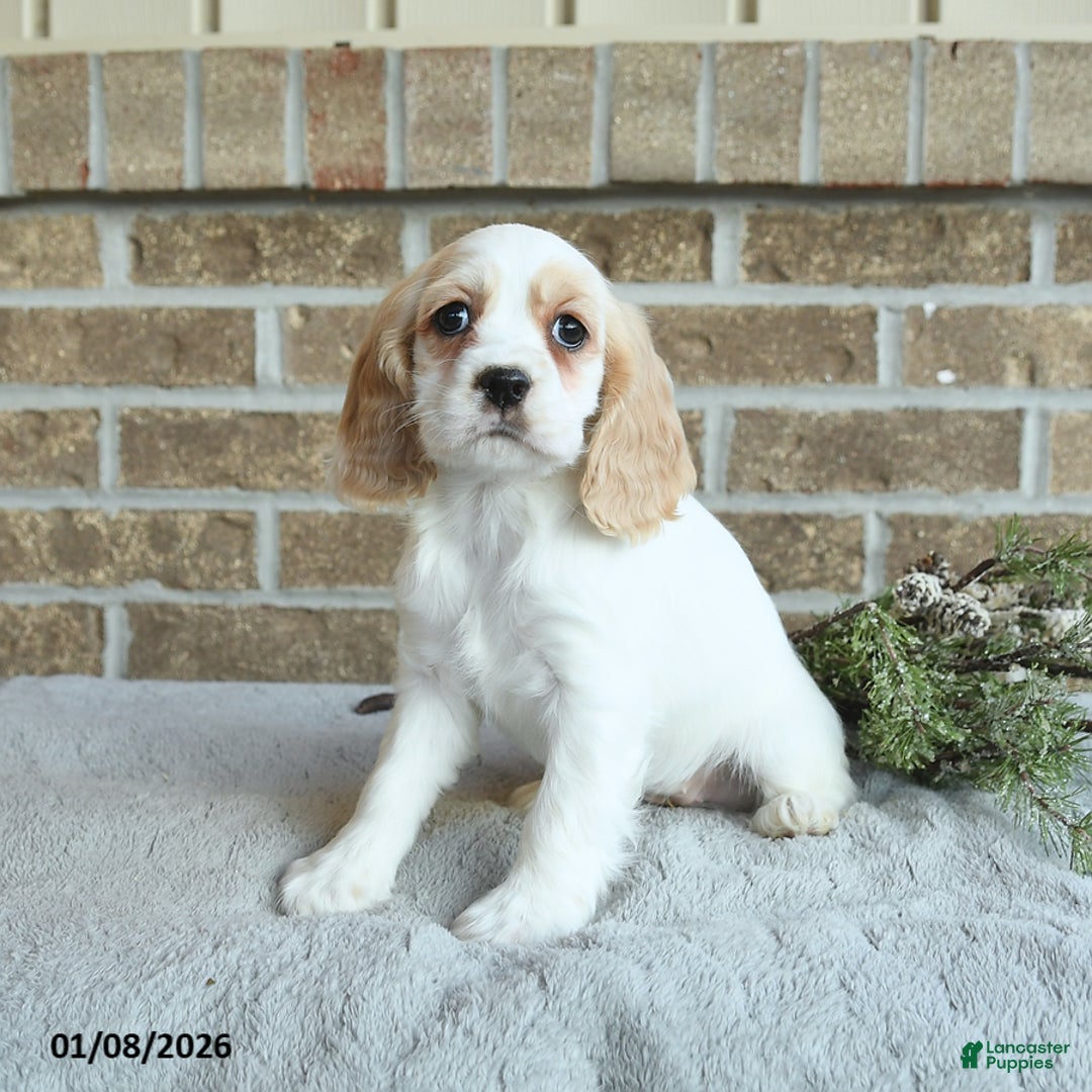 Cocker Spaniel dogs for sale: Sophie - Ad 2