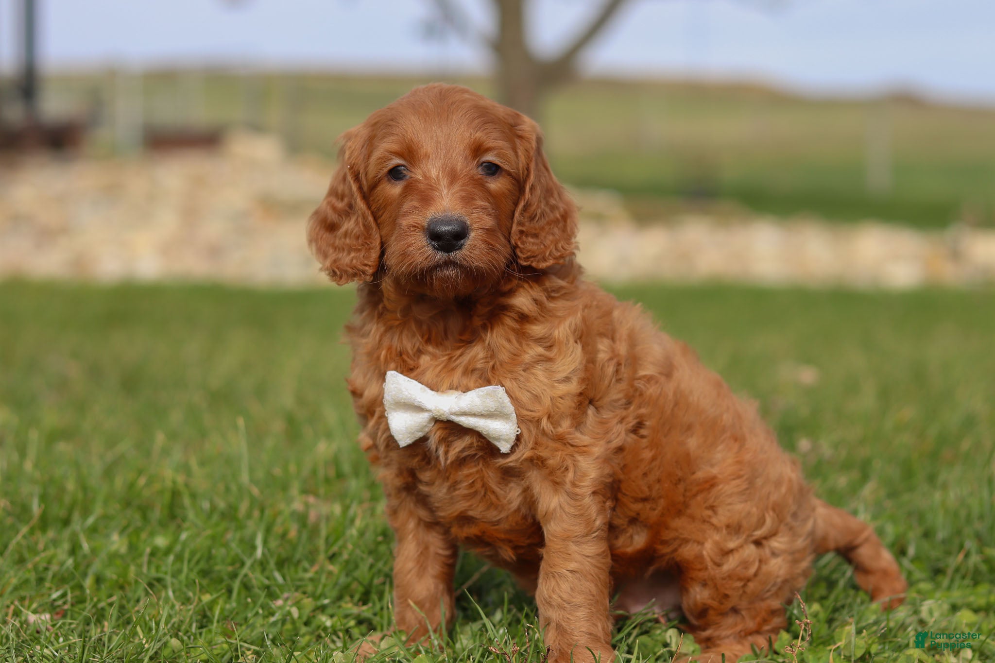 Goldendoodle dogs Cider - Ad 23