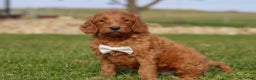 Goldendoodle dogs for sale: Cider - Ad 1