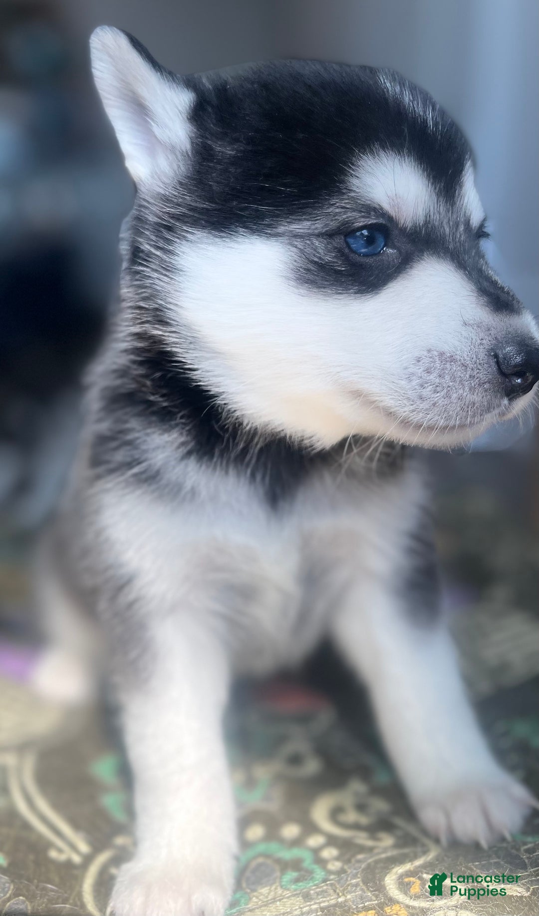 Alaskan Klee Kai dogs for sale: Jaehaerys the conciliator - Ad 7