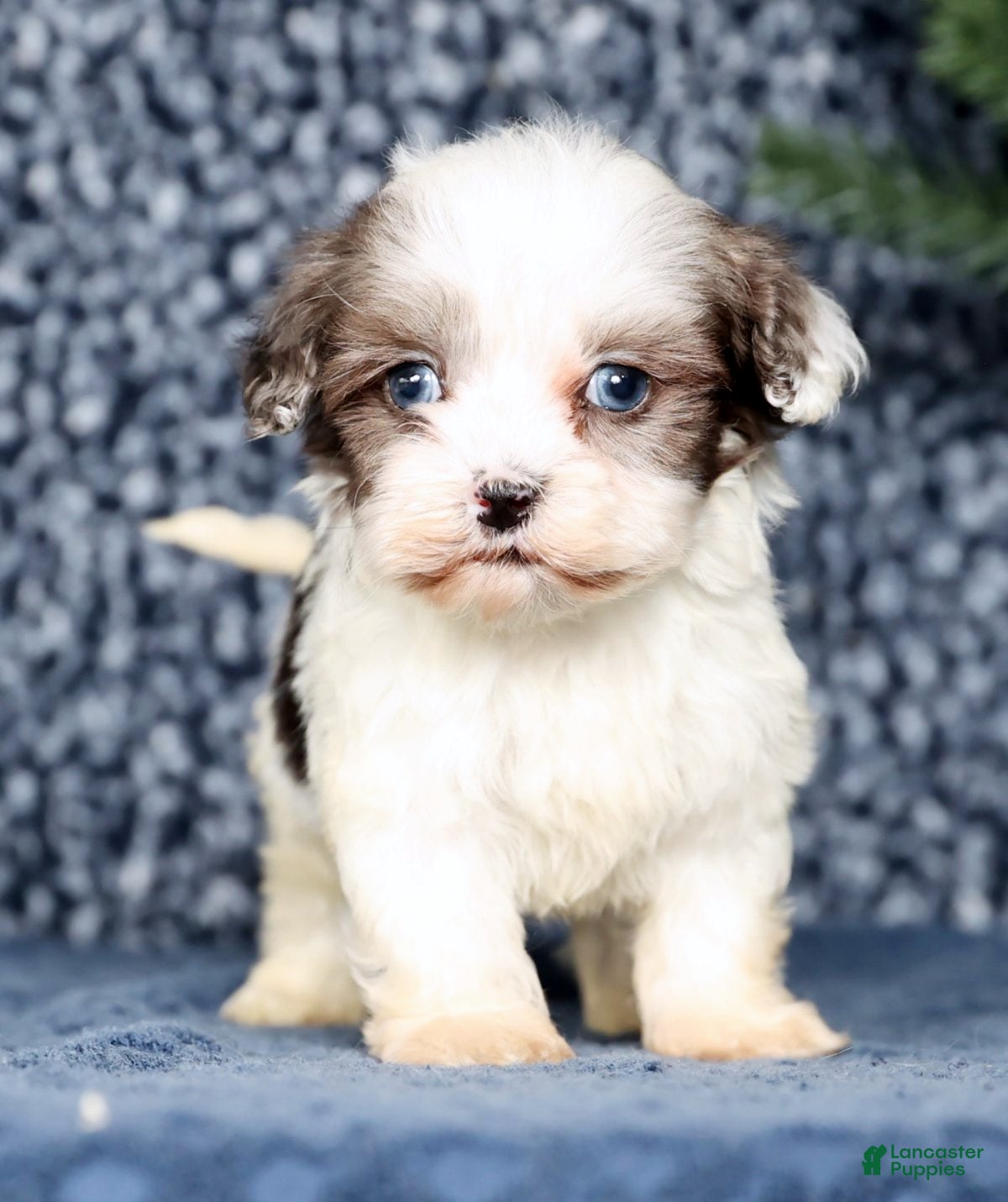 Havapoo dogs Lindsey - Ad 2