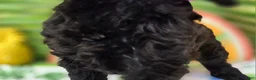 Cockapoo dogs for sale: Tinkerbell - Ad 10