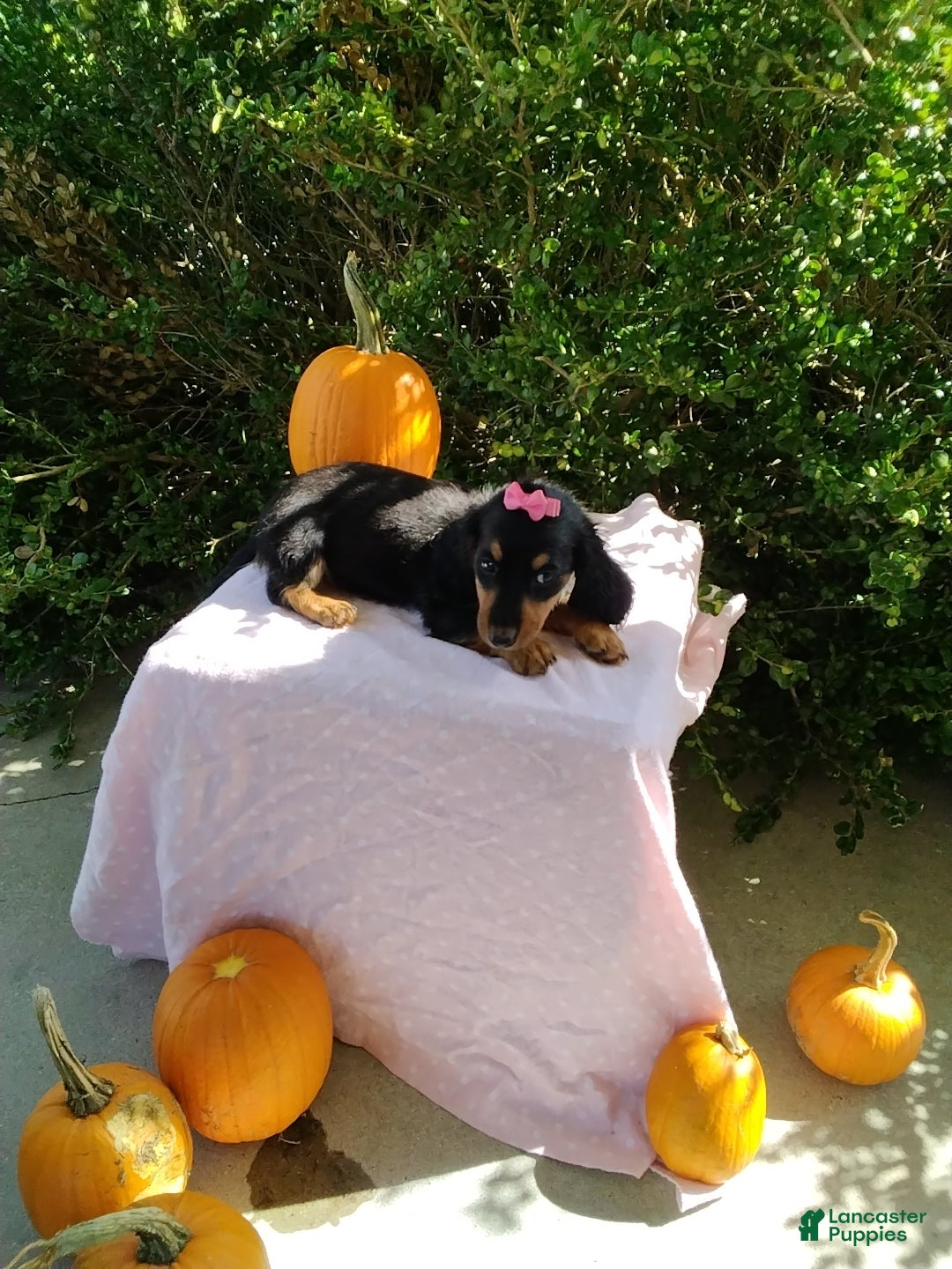 Miniature Dachshund dogs Lexi - Ad 2